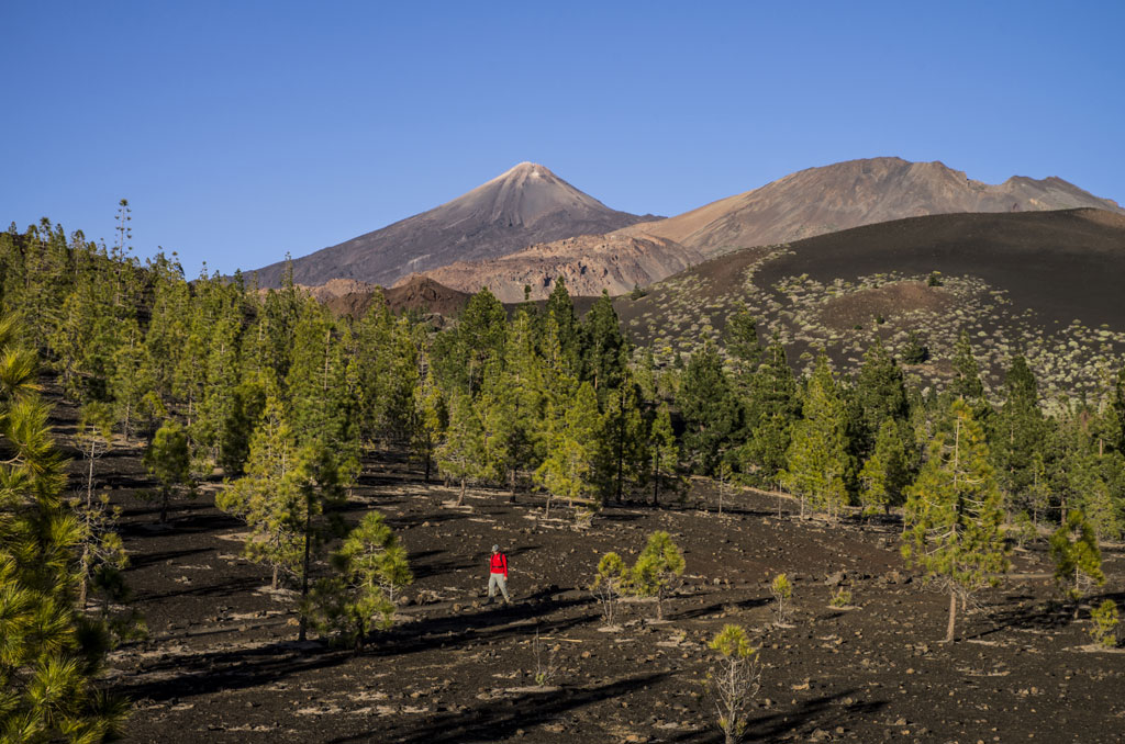 Landschap van de berg Teide op Tenerife, dennenbomen en wandelaar in rode jas op de voorgrond.