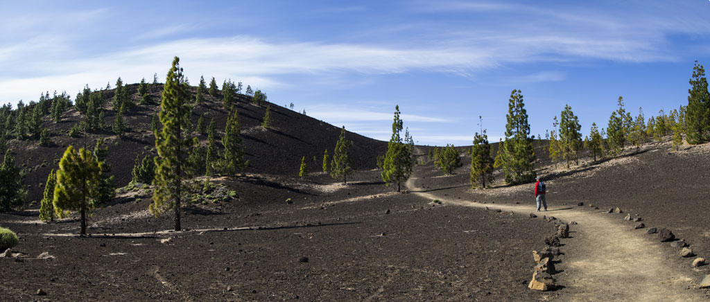 Wandel door het vulkanische landschap van Tenerife met dennenbomen en heldere luchten.