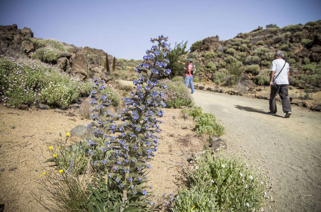 Parque Nacional del Teide - Tramo accesible Jardín Botánico