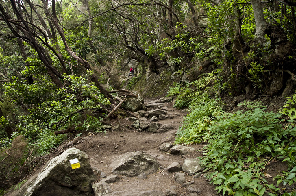 Een zand- en rotspad omgeven door vegetatie in het bos van Anaga, Tenerife.
