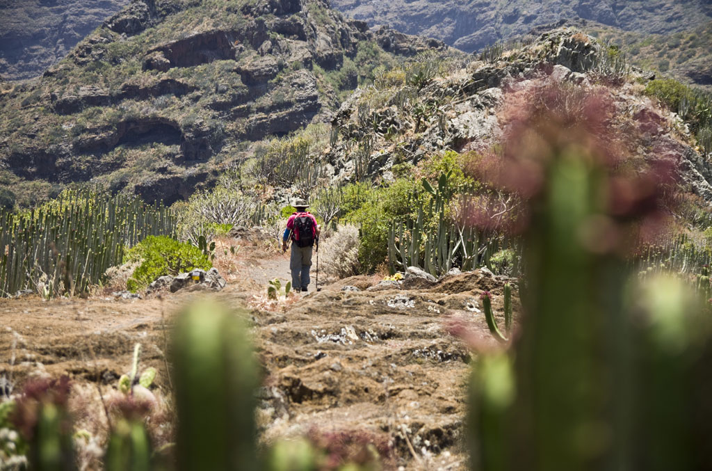 Persoon die op een bergpad op Tenerife loopt, omringd door cactussen.