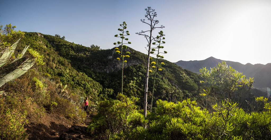 Wandel door de bergen van Anaga, Tenerife, waarbij iemand door de vegetatie loopt.
