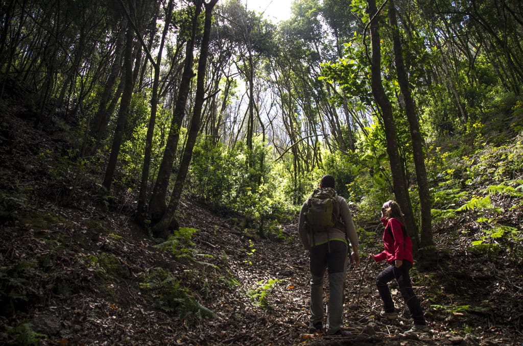 PR-TF 52 Erjos - Las Portelas (Monte del Agua)
