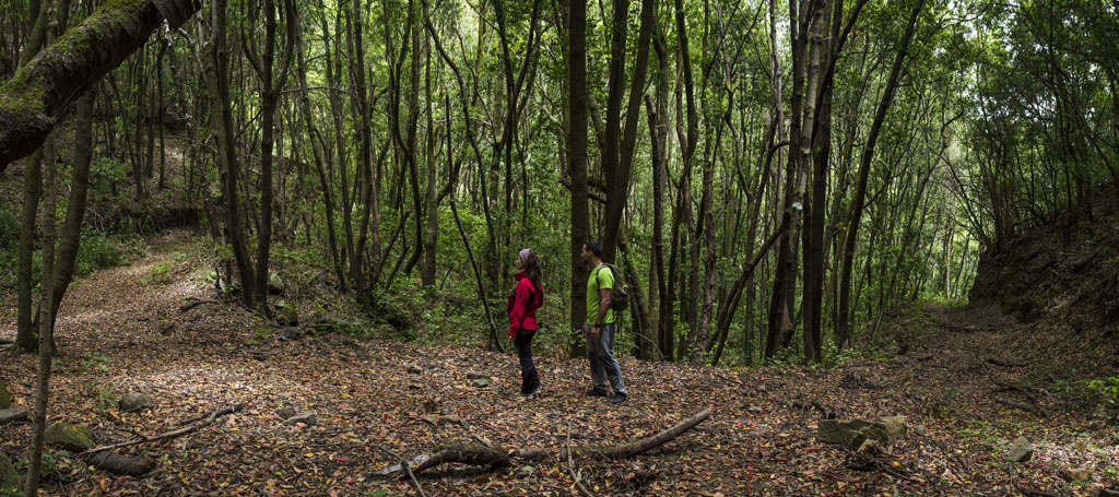 PR-TF 52 Erjos - Las Portelas (Monte del Agua)