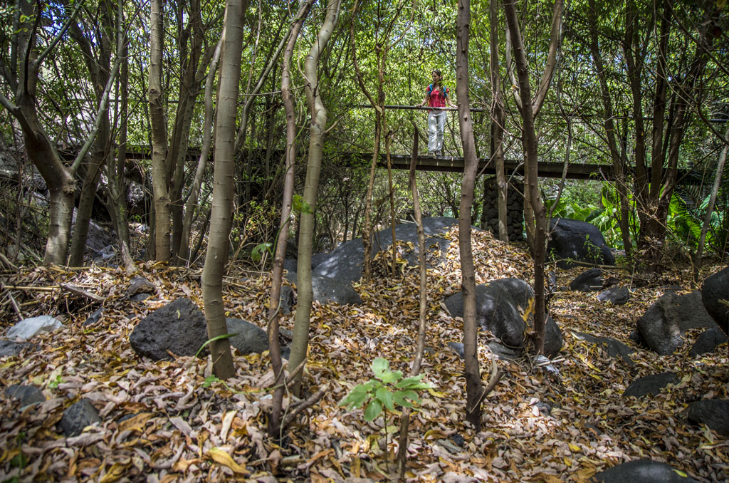 PR-TF 53 Los Silos - Cuevas Negras - Erjos