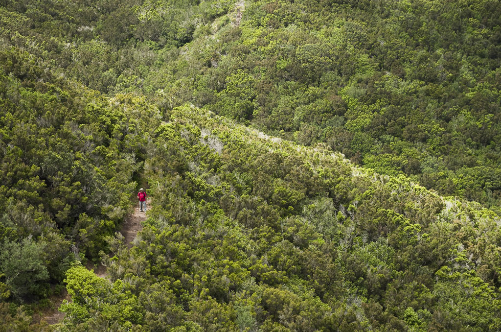 PR-TF 57 Callejón de Teno