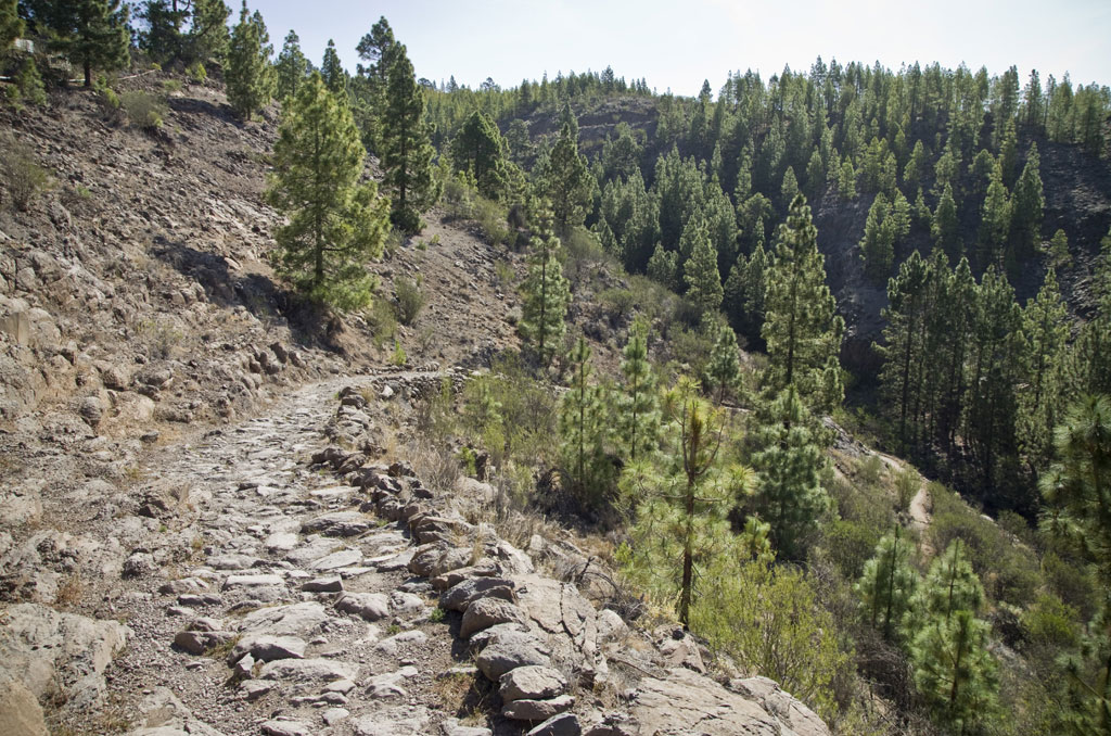Stenen pad omgeven door dennenbomen in het bergachtige landschap van Tenerife.