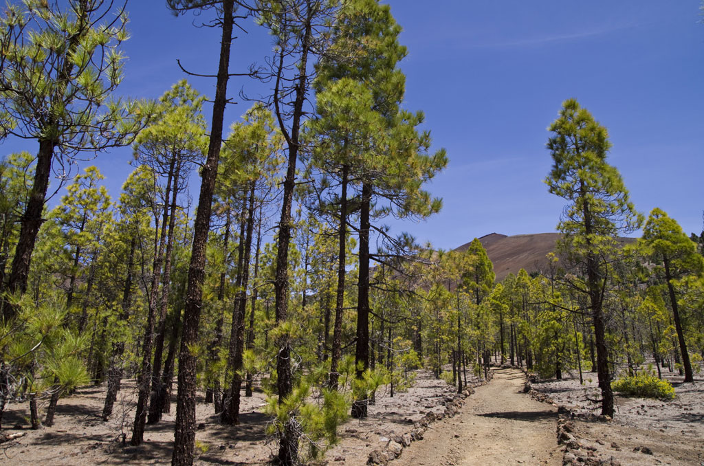 Pad omringd door dennenbomen in het Nationaal Park Teide, Tenerife.