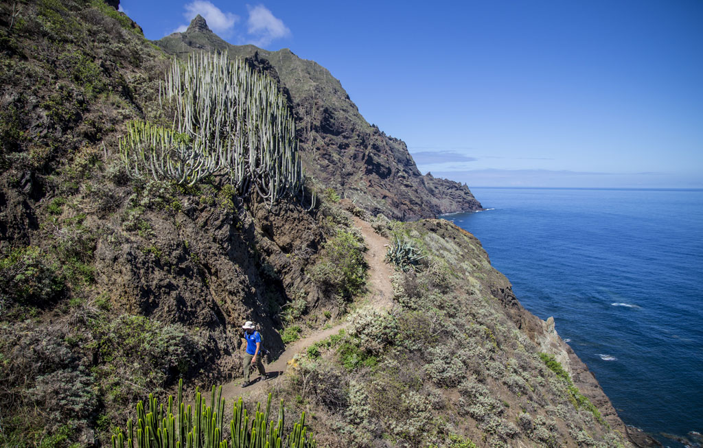 Kustpad op Tenerife met cactussen en wandelaar bij de oceaan.