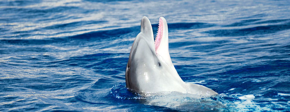Hazte amigo de los delfines