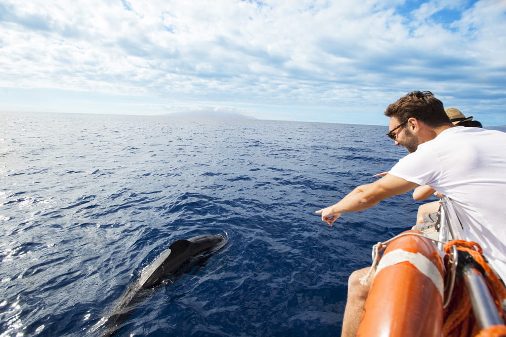 Iemand die naar een dolfijn wijst bij een boot in de oceaan van Tenerife.
