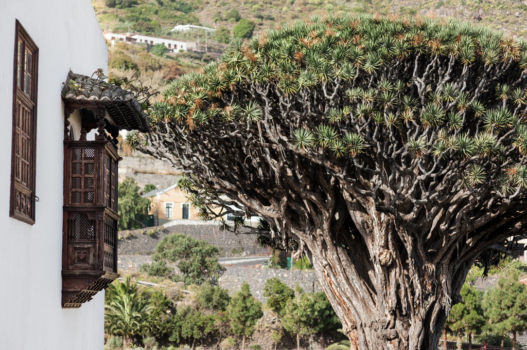 Duizend jaar oude drakenboom naast een traditioneel huis in Icod de los Vinos, Tenerife.