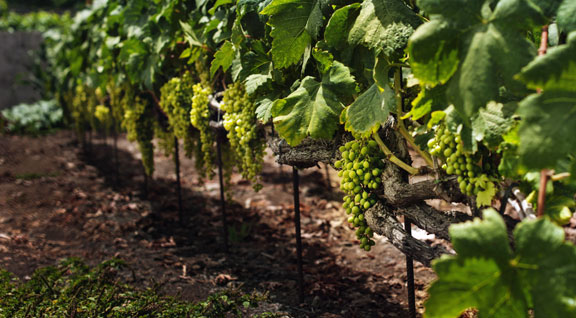Volcanes de Tenerife