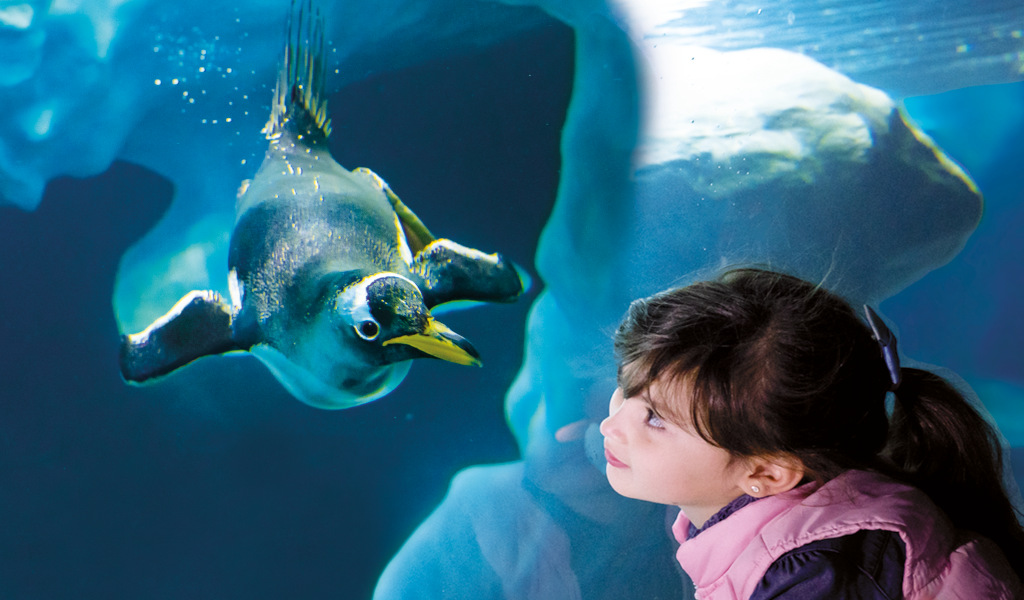 De pinguïn zwemt vlakbij een meisje in een aquarium op Tenerife.