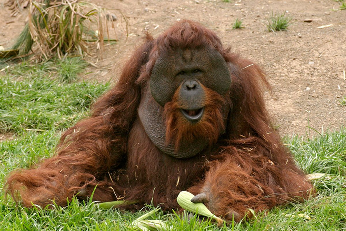 Orang-oetan rustend op het gras bij Loro Parque, Tenerife.