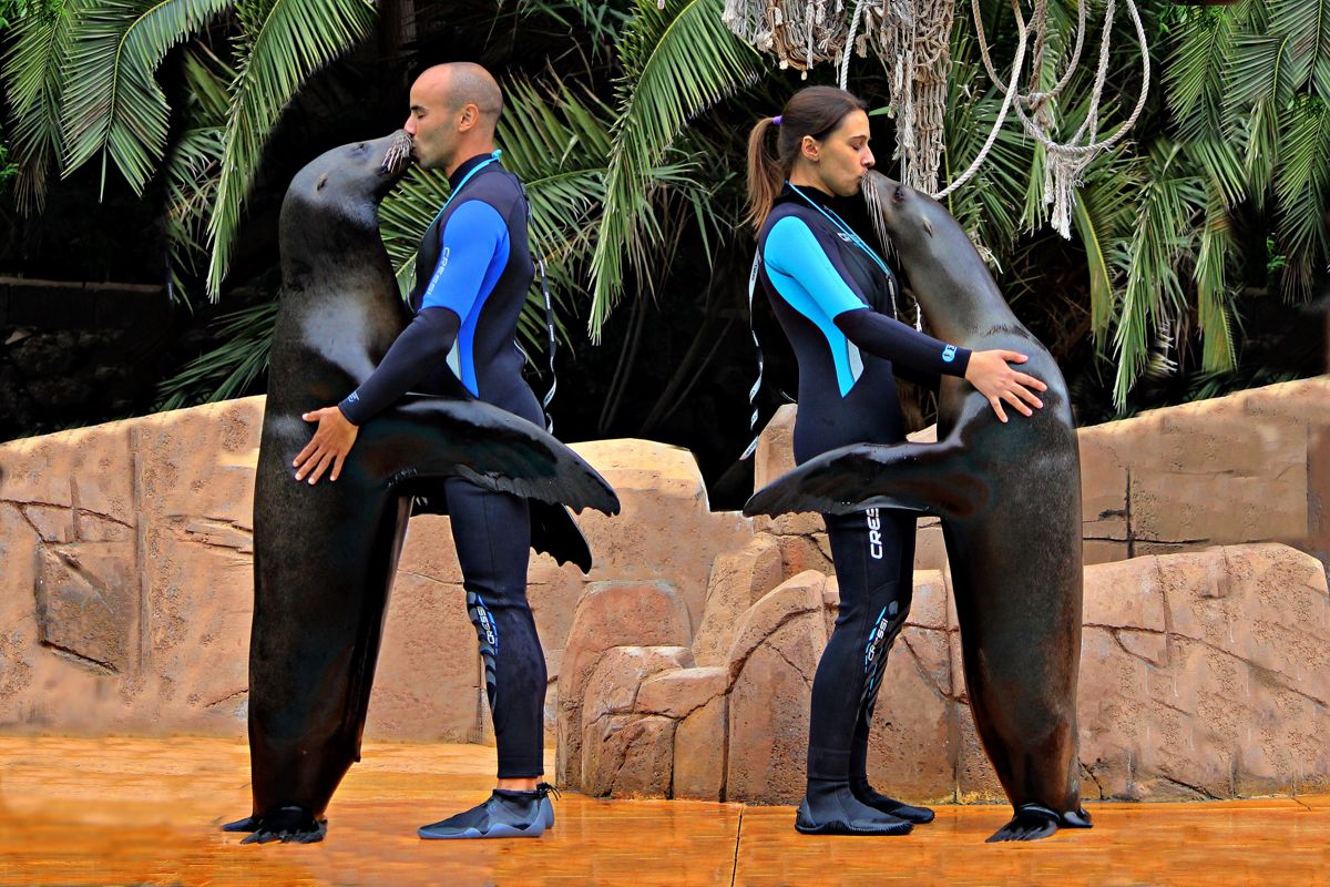Twee mensen in wetsuits die zeeleeuwen omhelzen en kussen op Tenerife.