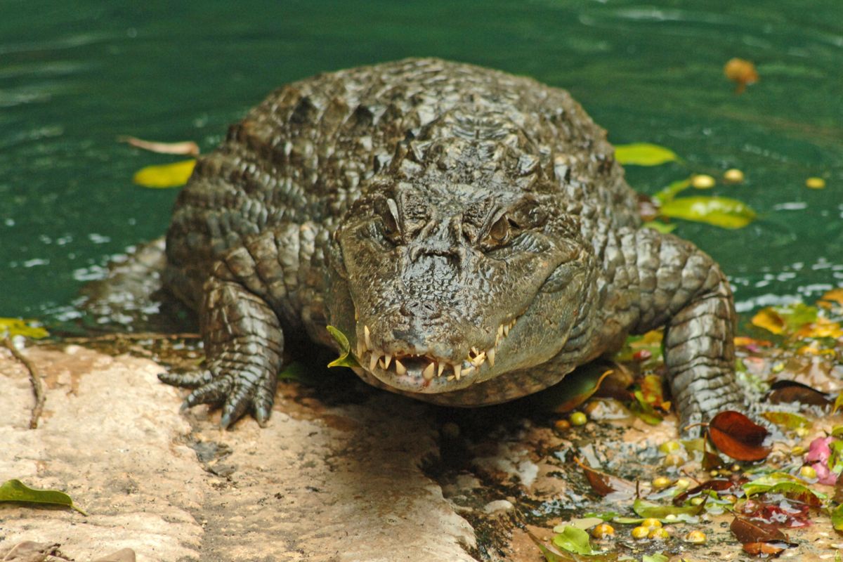Krokodil die rust aan de oever van een vijver op Tenerife.