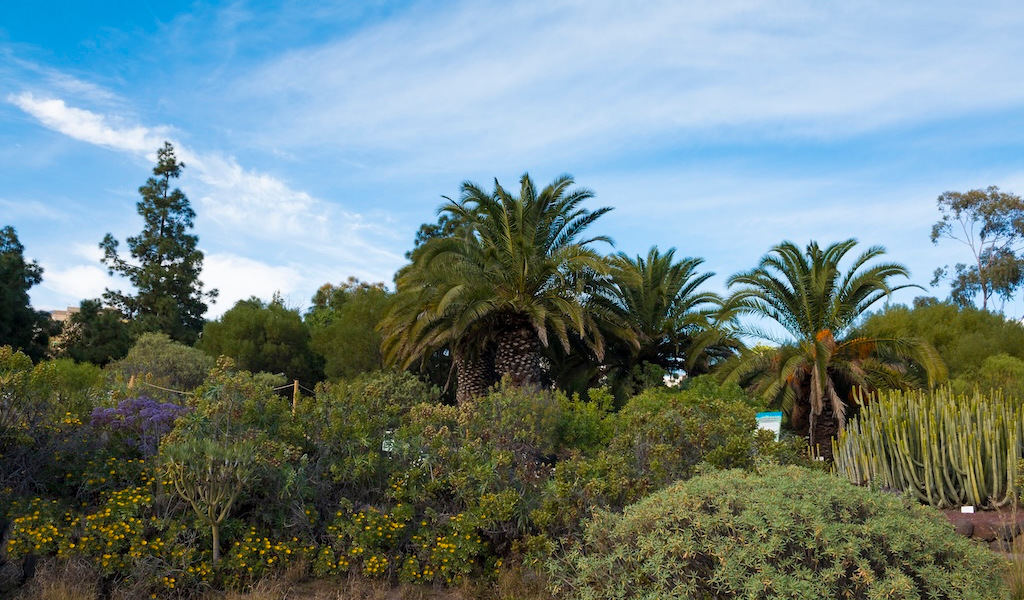 Palmbomen en cactussen in de botanische tuin van Tenerife onder een blauwe lucht.