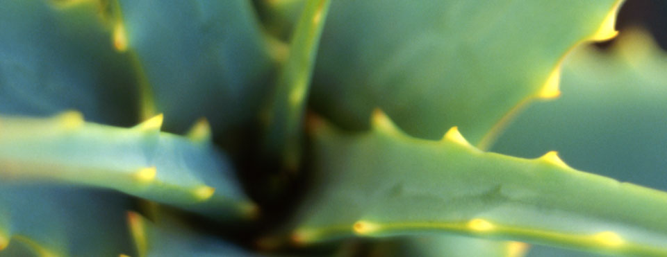 Aloe vera