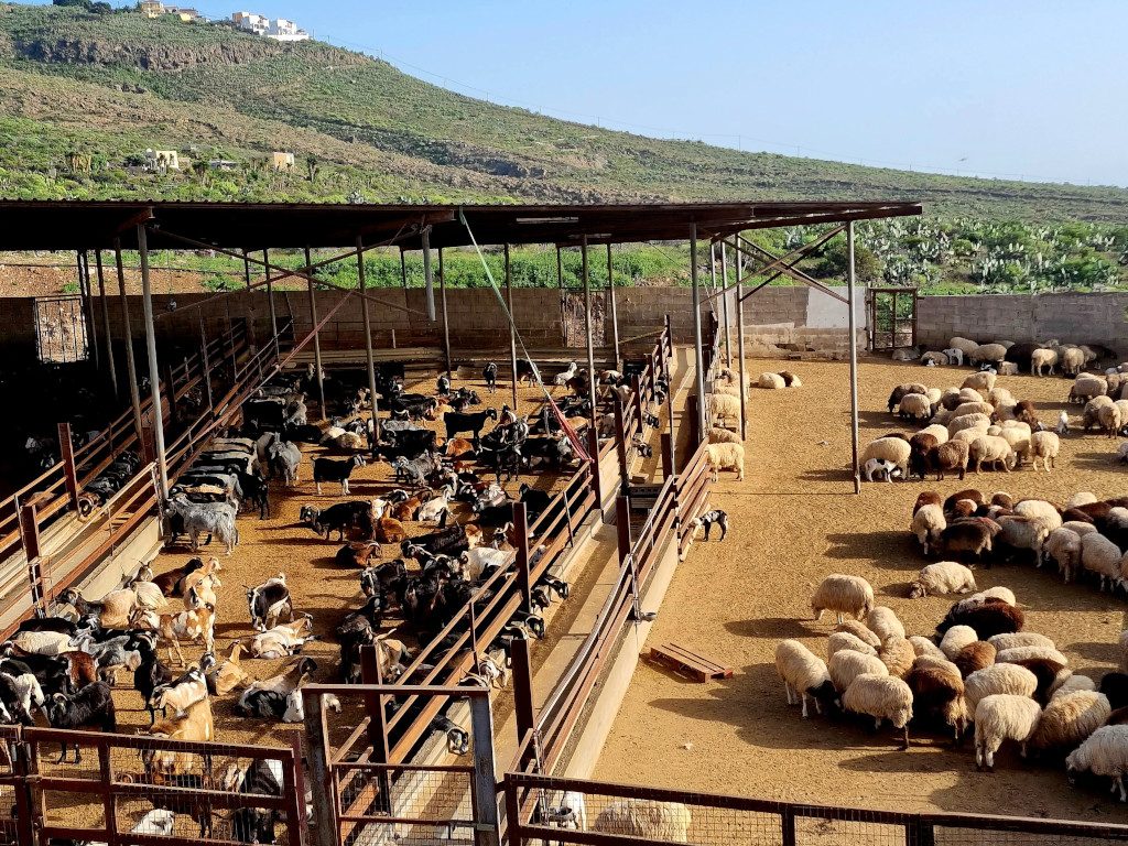 Geiten en schapen in een kraal in de heuvels van Tenerife.
