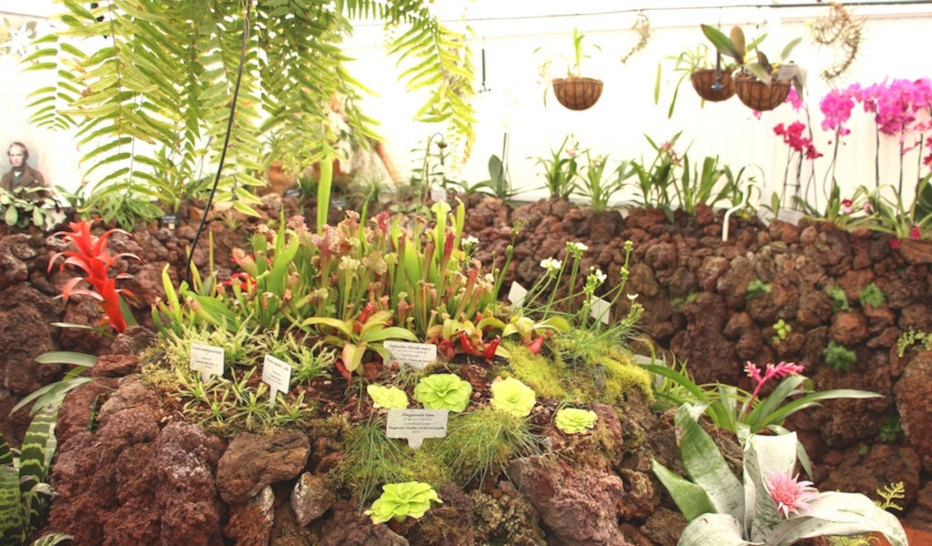 Tropische planten te zien met etiketten in de kas van Tenerife.