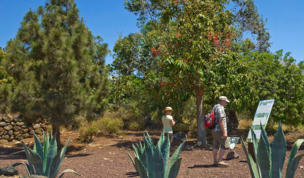 Mensen die tussen bomen en planten wandelen op een pad op Tenerife.