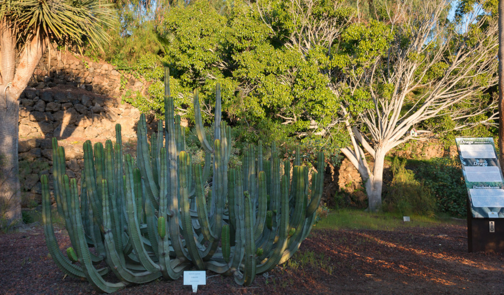 Cactussen en vegetatie in tuinen in Puerto de la Cruz, Tenerife.