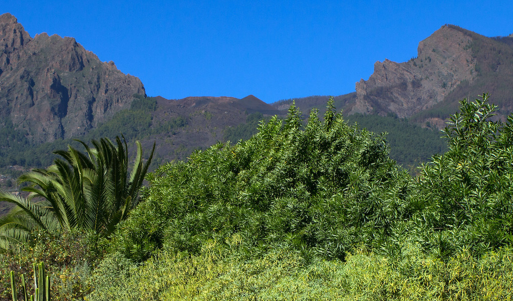 Bergen en vegetatie op Tenerife onder een heldere blauwe lucht.