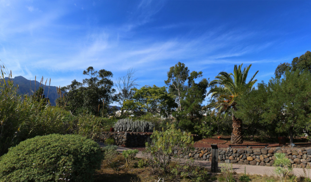 Tuin met palmbomen en struiken op Tenerife onder een blauwe lucht.