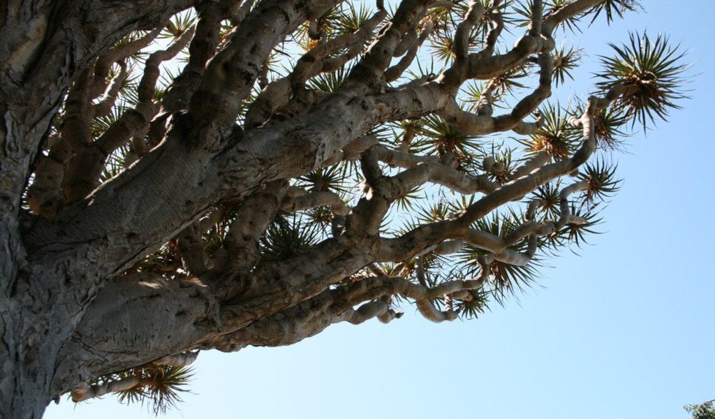 Drakenboom onder de blauwe lucht op Tenerife.