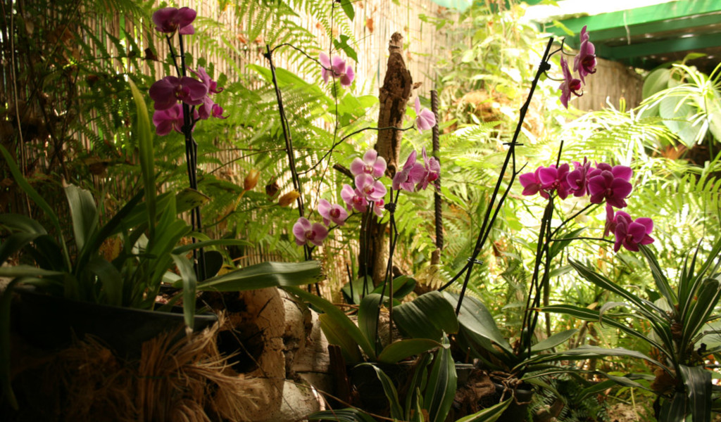 Paarse orchideeën tussen varens in een tuin op Tenerife.