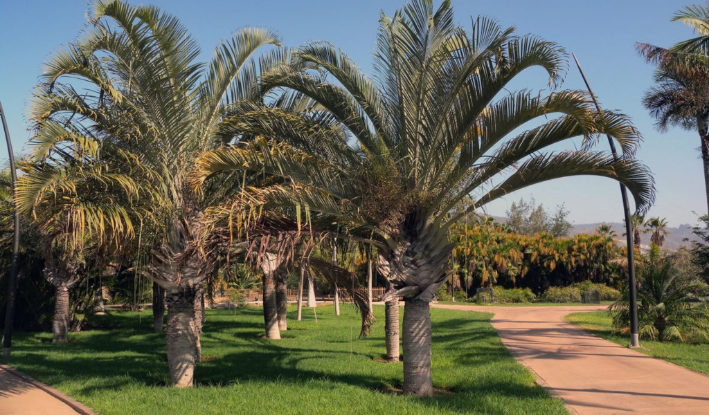 Palmbomen in een tuin in het García Sanabria-park op Tenerife.