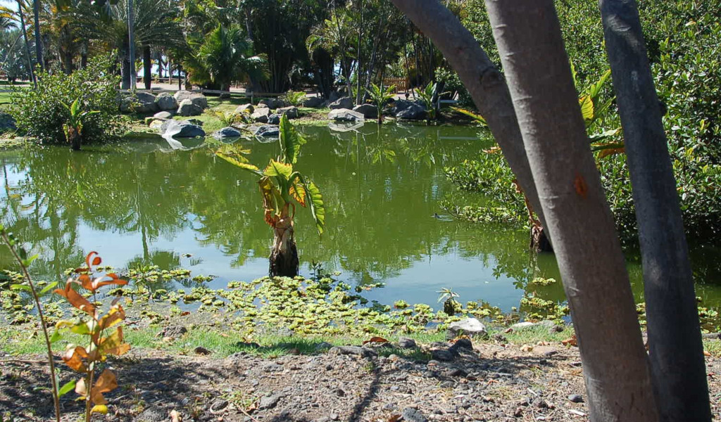 Vijver omringd door bomen in een park op Tenerife.