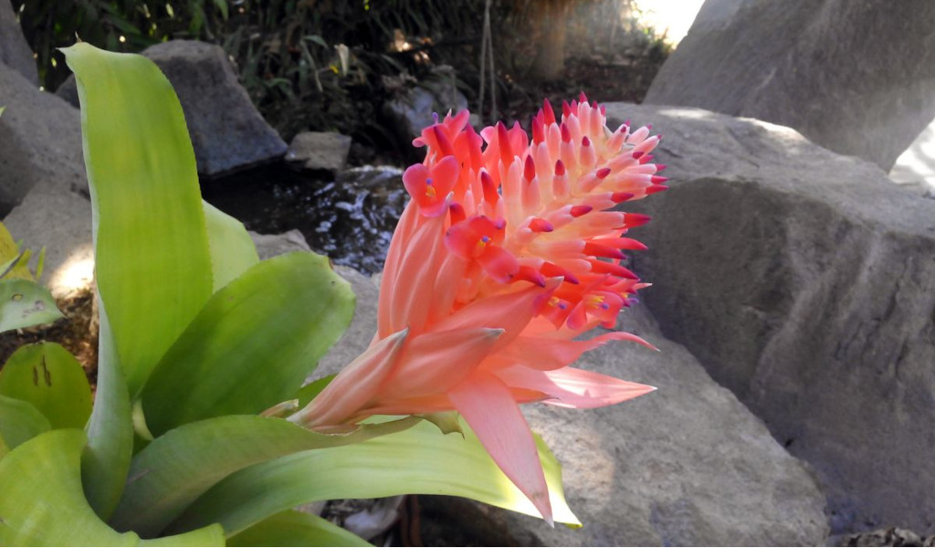 Roze bromeliabloem in een rotsachtige tuin op Tenerife.