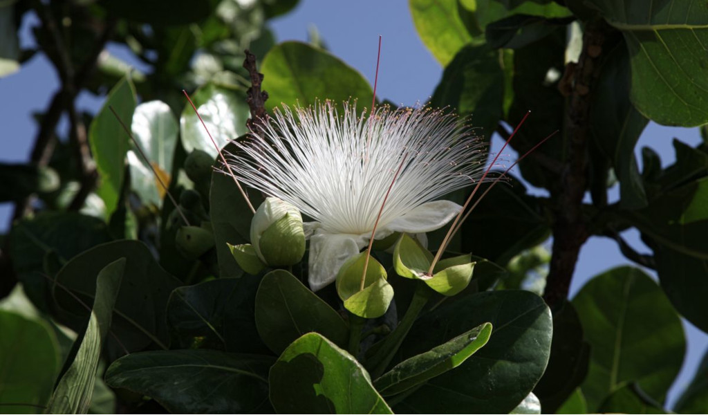 Witte bloem met lange meeldraden en groene bladeren aan een boom op Tenerife.