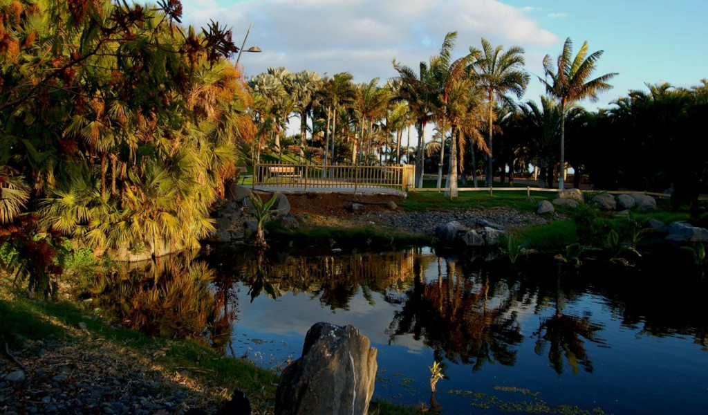 Palmbomen naast een vijver in een park op Tenerife.