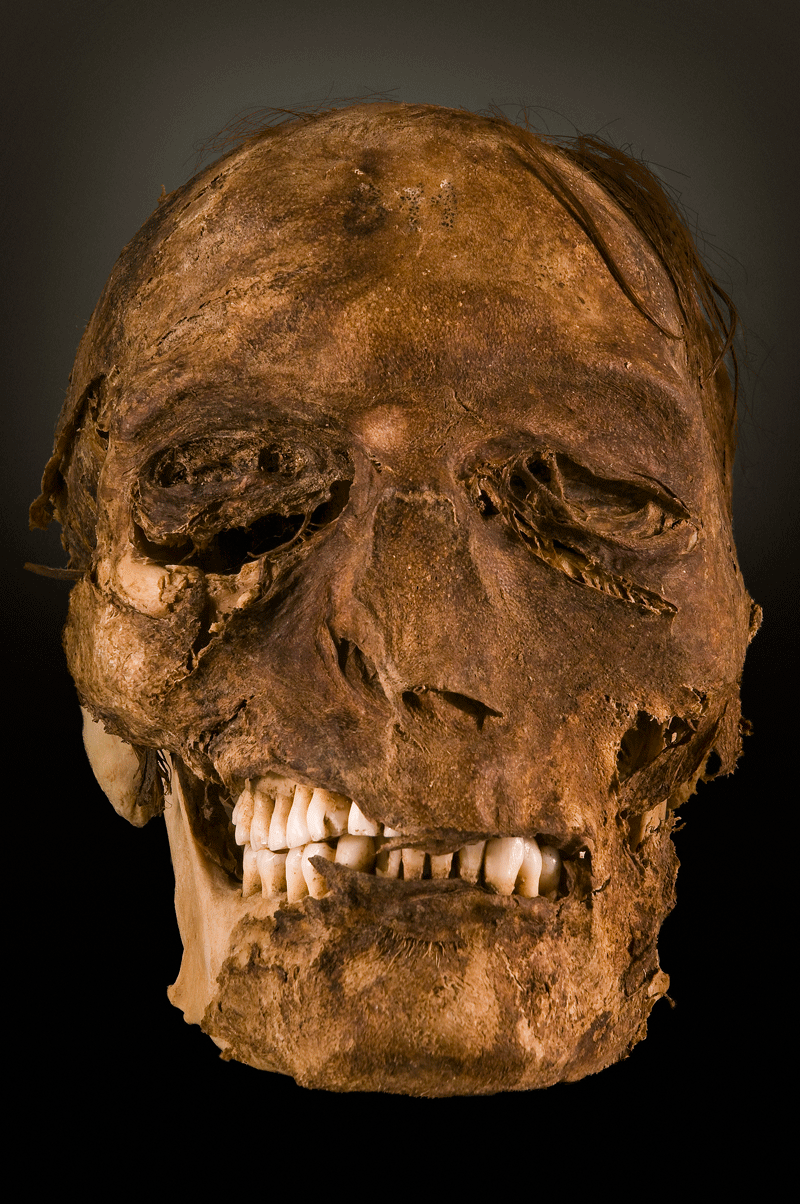Schedel tentoongesteld in een museum op Tenerife.