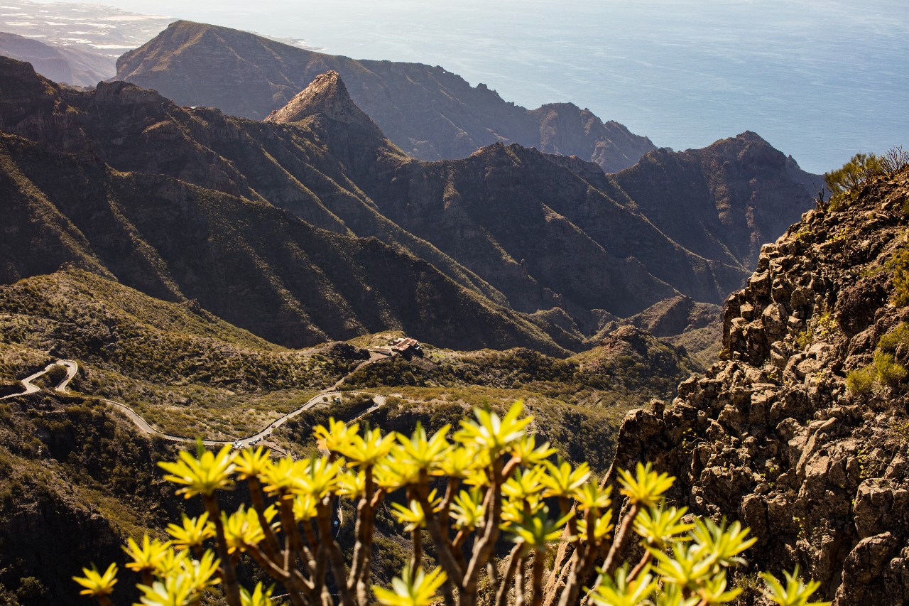 Panoramisch uitzicht op de berg op Tenerife, met kronkelende weg en bloemen op de voorgrond.