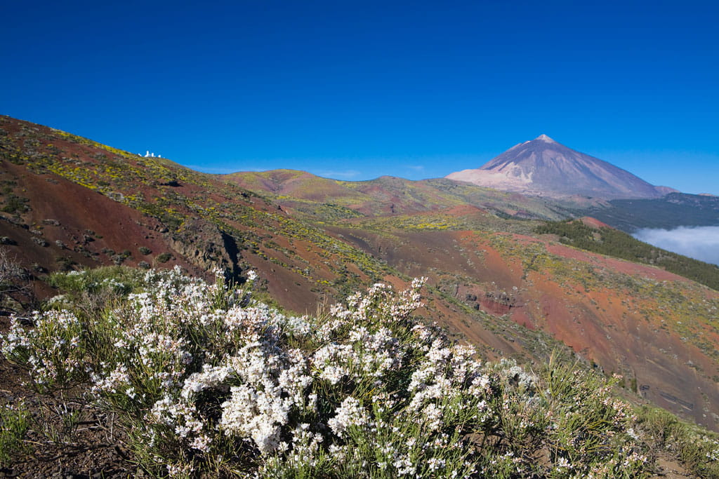 parque-nacional-teide-flora-01.jpg