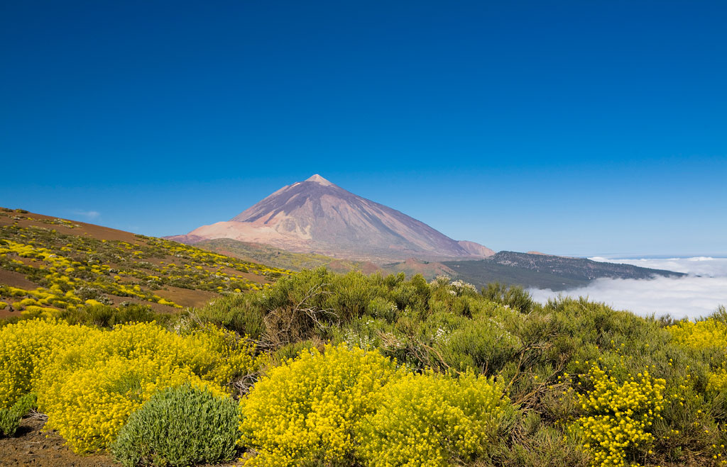 parque-nacional-teide-flora-02.jpg