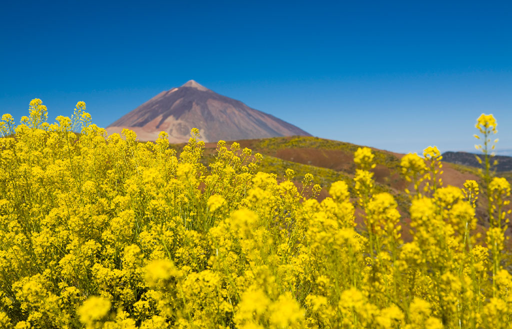 parque-nacional-teide-flora-04.jpg