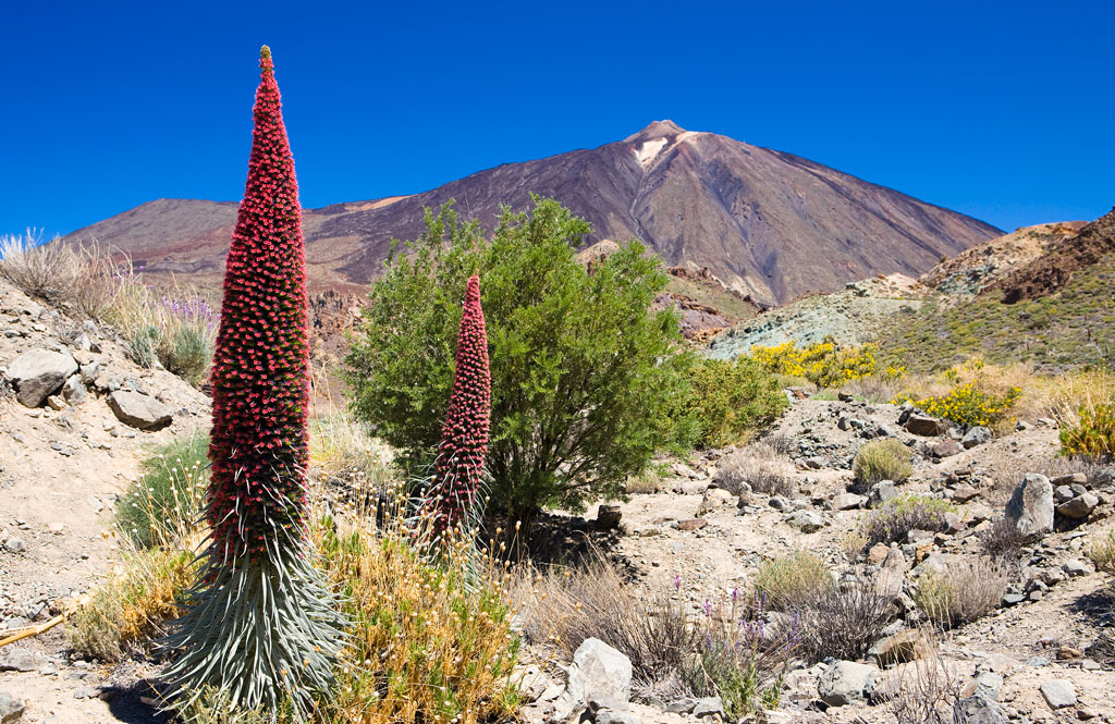 parque-nacional-teide-flora-06.jpg