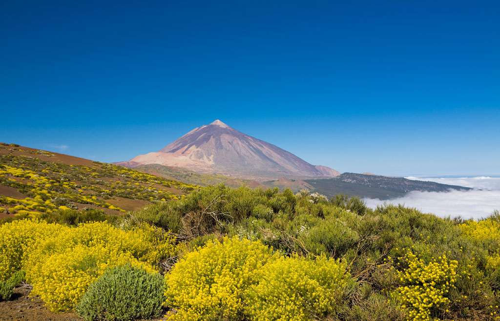 Teide-vulkaan op Tenerife met gele bloemen op de voorgrond en een heldere lucht.