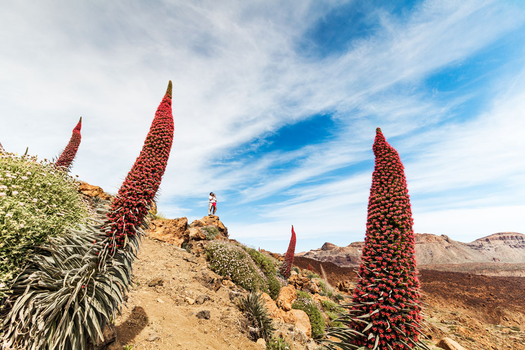 Rode tajinastes in bloei in het Nationaal Park Teide, Tenerife.