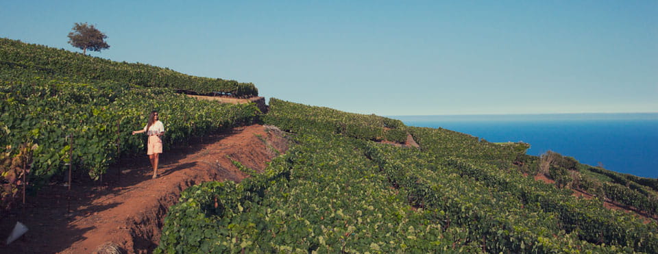 Conservación del vino
